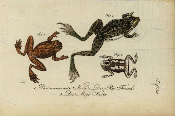 Frogs Toads Hand Colored Engraving Buffon de comte Amphibians original art wall art decorative art kitchen decor 1792 fold out