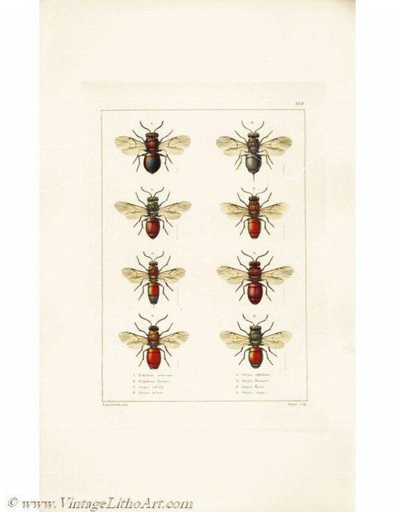 Original Antique Natural History Entomological Print - Wasps - Hand Colored