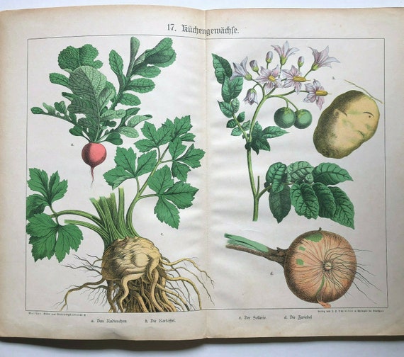 The Plant world Original Large natural history book 15 double folio pages of chromolithograph lithograph