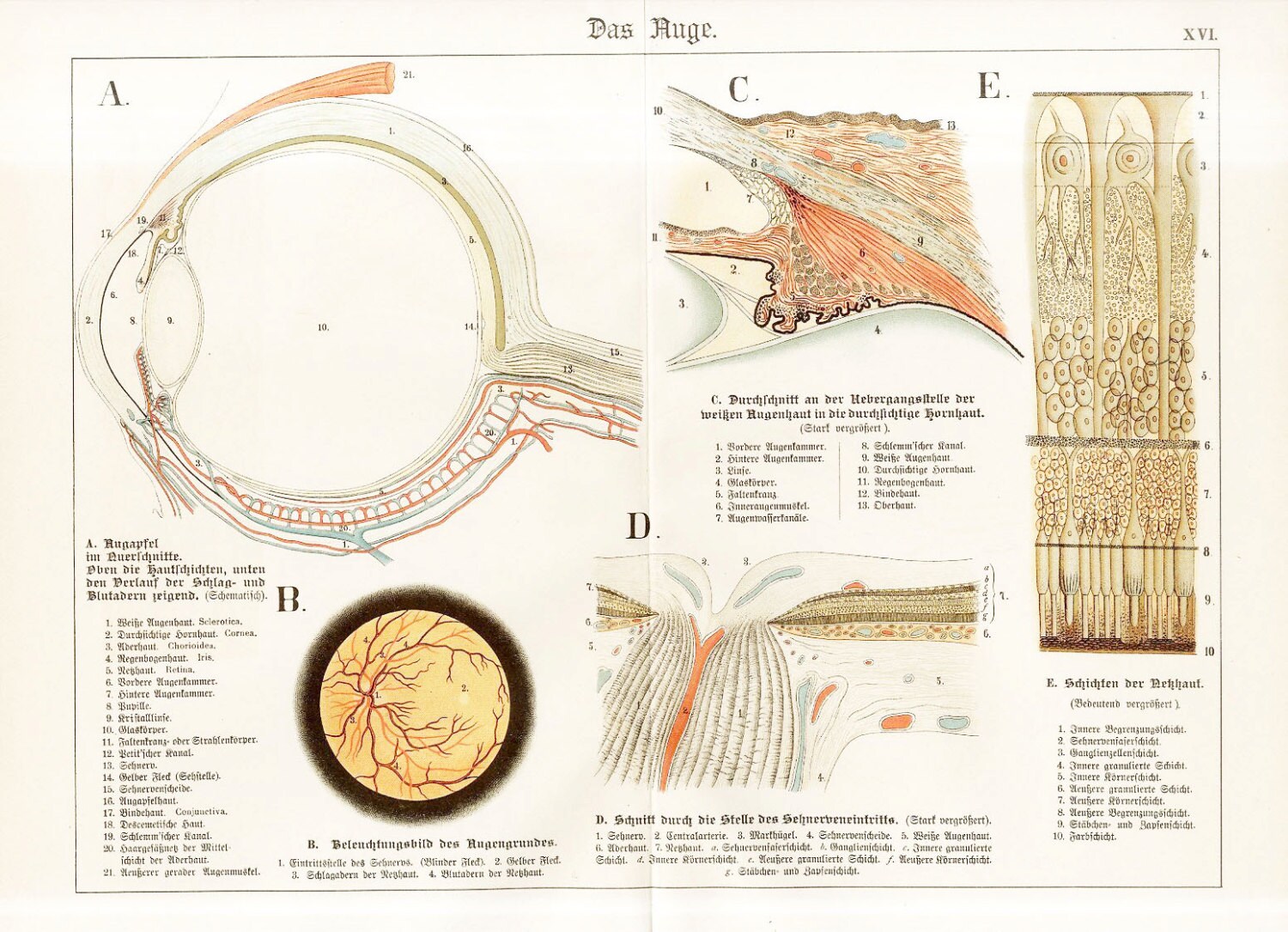 Human Physiology Human Eye Human Anatomy Original Color Lithograph