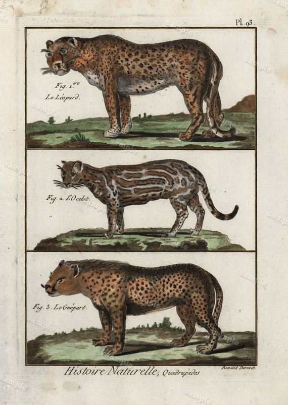 1780 Original Antique Natural History copperplate of Animals Histoire Naturelle cats leopards  Decorative art wall art home decore Buffon