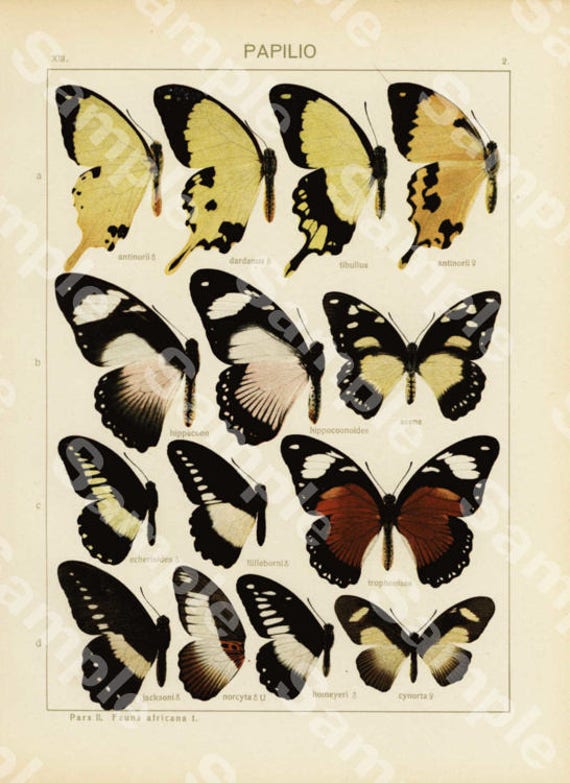 Antique Natural History Entomological Print – African Butterflies & Butterflies Wings  Original print