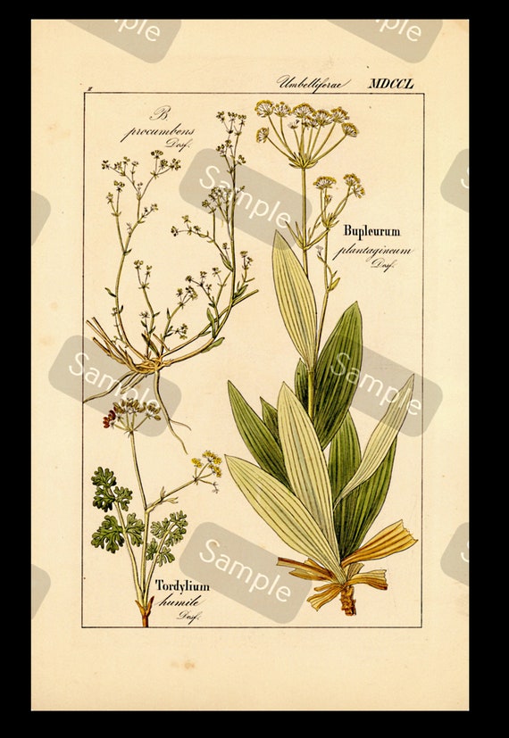 Antique hand colored Botanical print Bupleurum