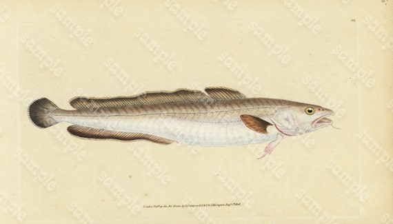 Original Antique Natural History Fish engraving Edwards DONAVON Natural history