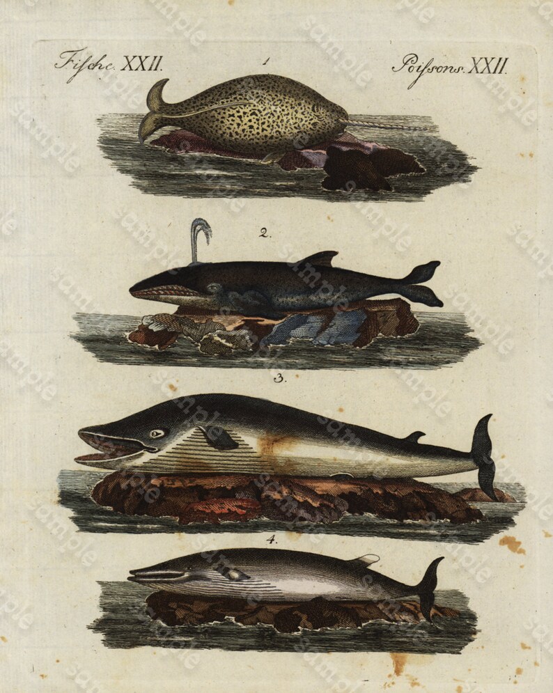 Original Antique Natural History Hand Colored Engraving Aquatic Life Fish