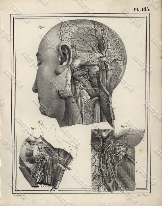 Antique Original Engraving  Human physiology Internal Organs -   Human Anatomy -  Human Face - Head - Nose -  Skull