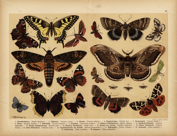 1890 Original Colored lithograph of Butterfly nature print natural history prints art decor home decor wall art - Encyclopedia page fold out