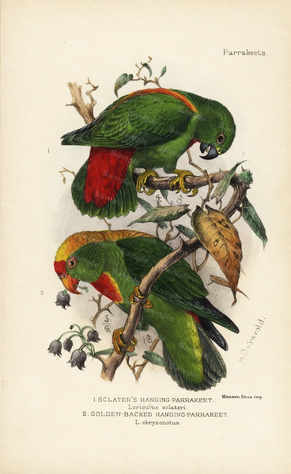 Ornithology bird Engraving decorative art original print wall art home decor Hand Color natural history humming birds