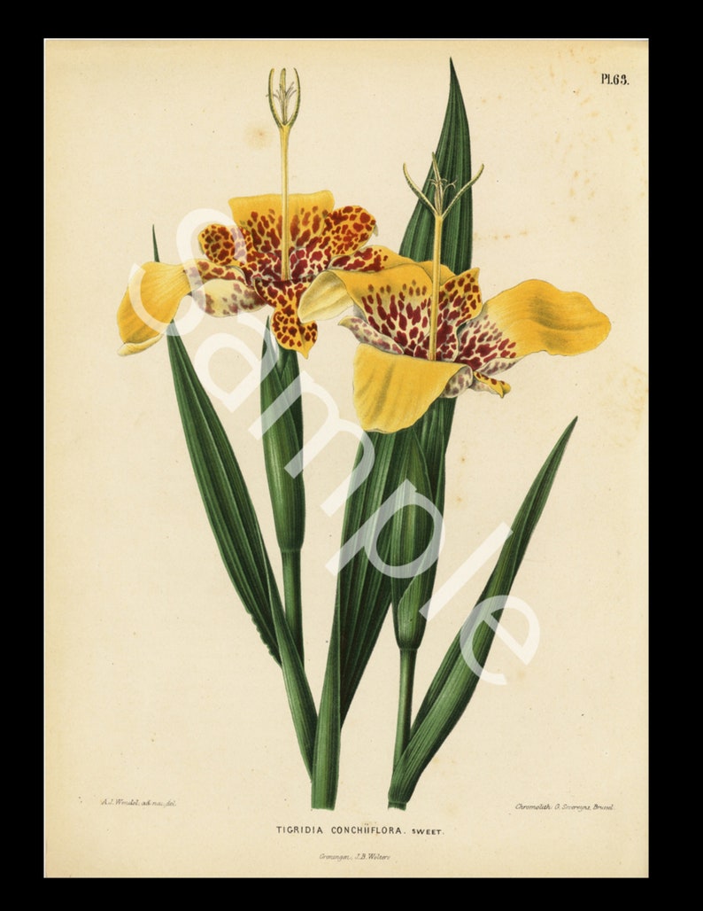 Botanical original antique 1868 1st Ed Chromolithograph H Witte G Severeyns The Tiger Flower