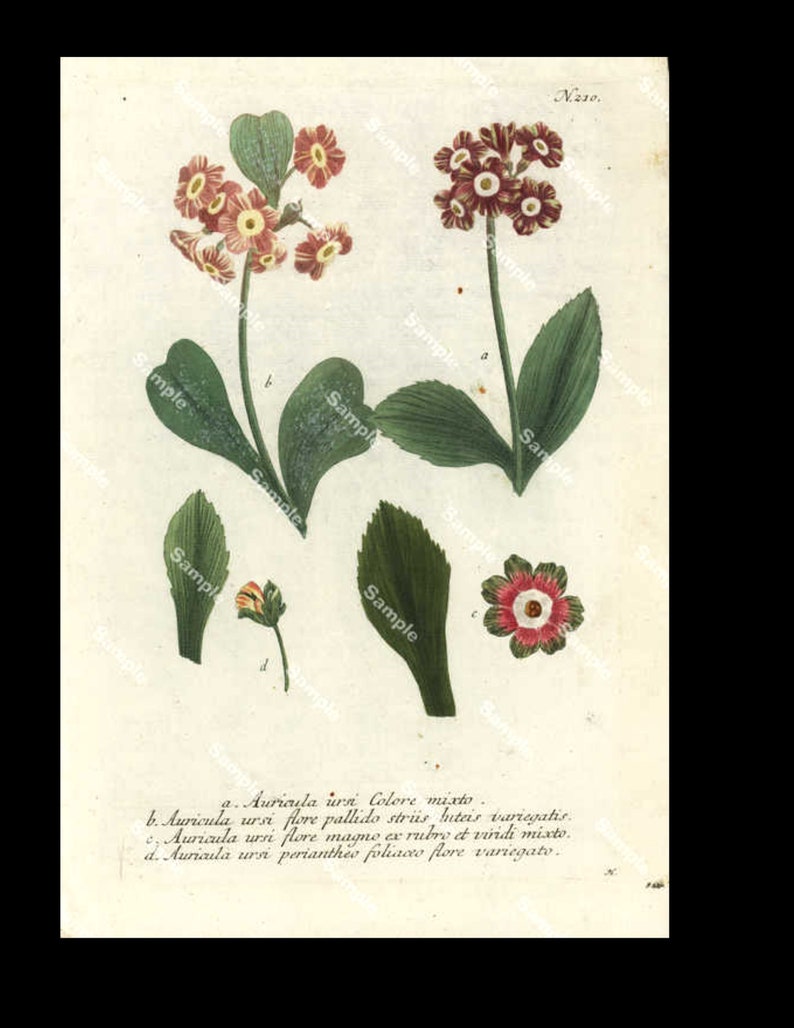 Original Antique Johann Weinmann\u2019s Phytanthoza Iconographia Hand Colored Botanical Print Circa 1737-1745