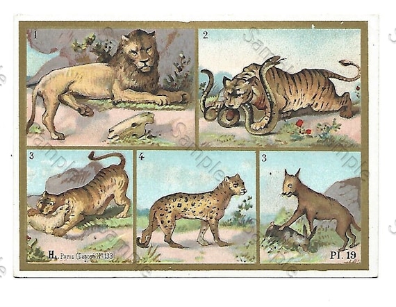 Rare  Victorian Trade card animals lions