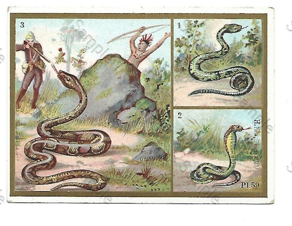 Rare  Victorian Trade card Animals Reptiles vertebrates snakes