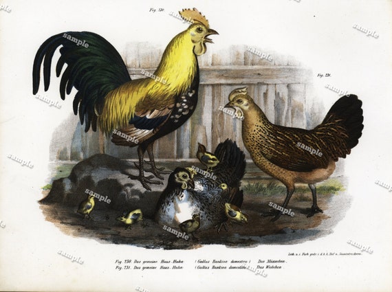 From 1860 Hand colored lithograph print of BIRDS