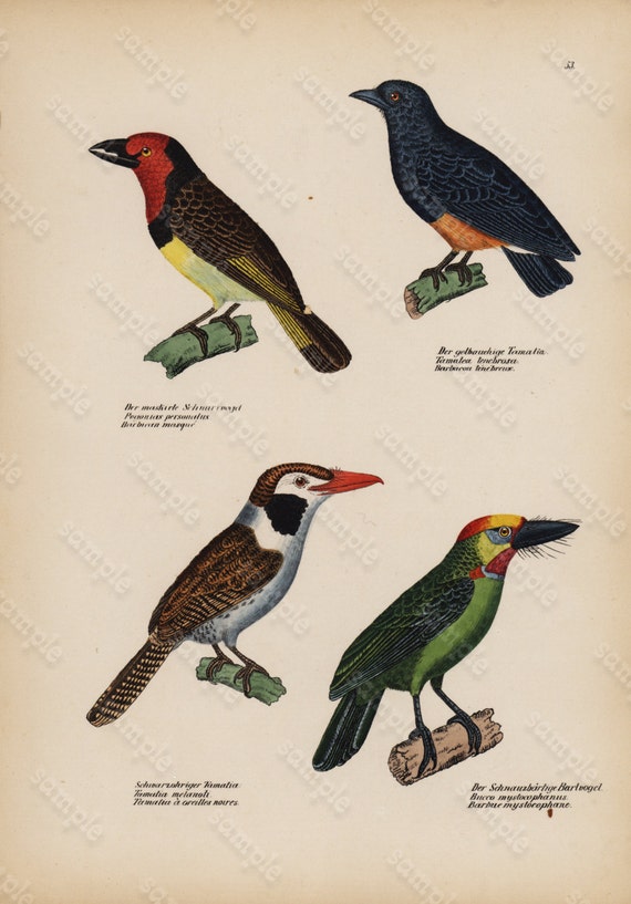 Antique Hand Colored Original Birds Print from Schinz First Edition 1840 not a recent Hand colored Print.