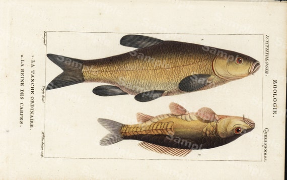 Zoology Engraving decorative art original print wall art home decor Hand Color  natural history Fish