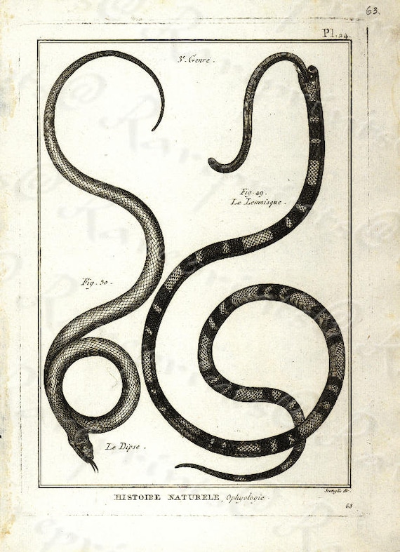 Original Antique Natural History copperplate of Reptiles - Histoire Naturele by the Buffon de comte - 1780 - Snake - Vipers - Sea snakes?