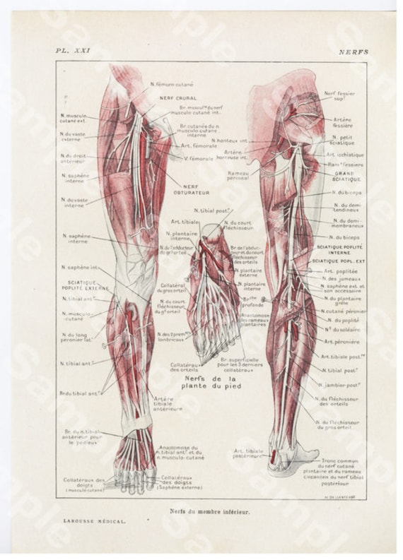 Gorgeous Original Antique Lithograph Color Print,Human anatomy,hands,nerves, Decorative art, Human organs,dates 1924