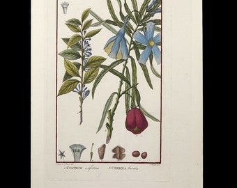 Rare Original hand colored engraving Botanical Fruit Gardenia  Circa 1830's