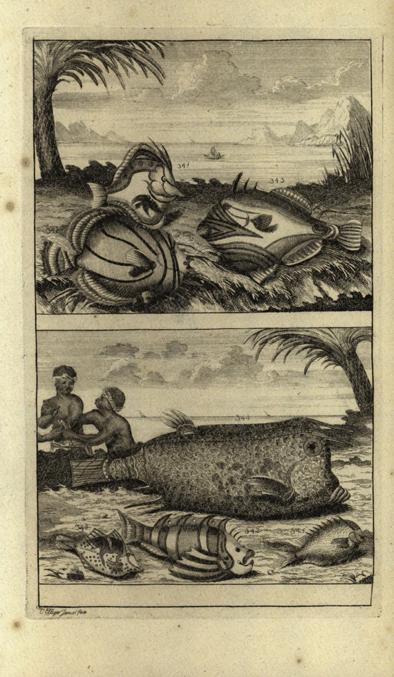 1725 Very Rare Antique Original Engraving of Ambon Islands fish of Indonesia