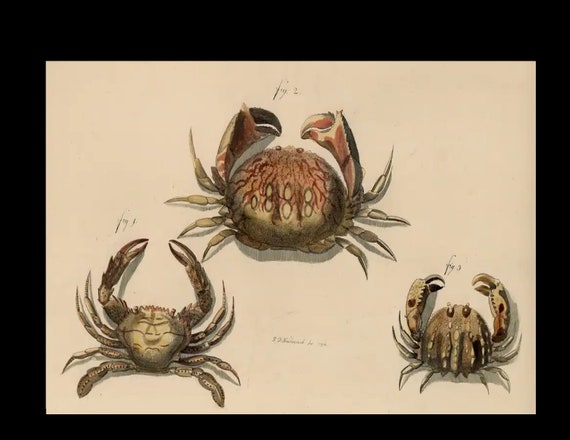 A very rare folio sized hand-colored copper plate engraving Crabs and Lobsters Circa 1782 and 1796