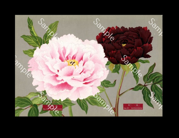 Japanese botanical  flower Paeonia suffruticosa botanical lithograph print Circa 1936