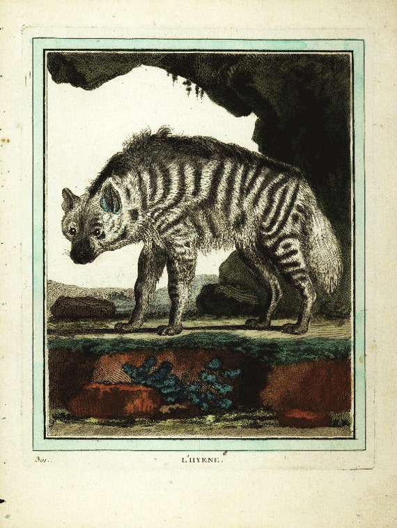 Original Antique Natural History Print Le Hyena- Very Rare - Gorgeous  Hand Coloredv- From Buffon"s Histoire Naturelle chain linked paper