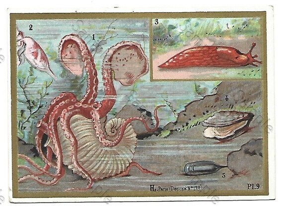 Rare  Victorian Trade card Animals VARIOUS sealife