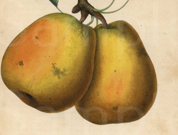Pears hand colored Authentic Lithograph print from 1850's
