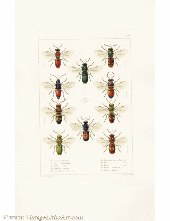 Antique Natural History Entomological Print - Wasps - Hand Colored