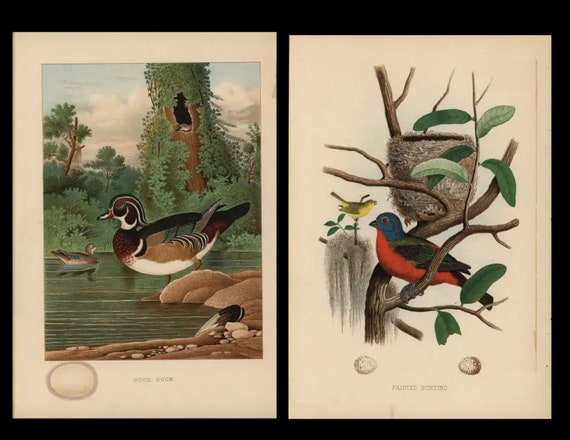 1882 Antique Prints Nest & Eggs of the Birds of United States Green wood duck and Painted Bunting