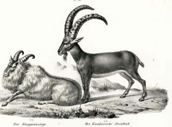 Natural history print,animals,original,authentic art,19th century,wild animals,antelope,mountain goats