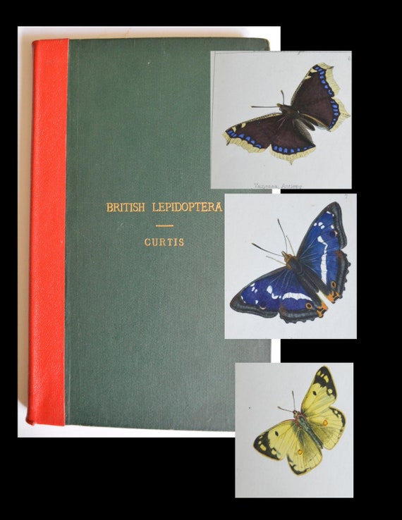 Index Entomologicus Original Hand colored  Plates of British Entomology - J.O Westwood