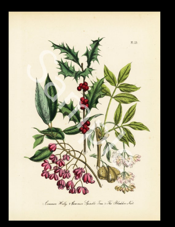 Antique Common Holly The Spindle Tree circa 1859 Jane Loudon Hand-Colored Lithograph print