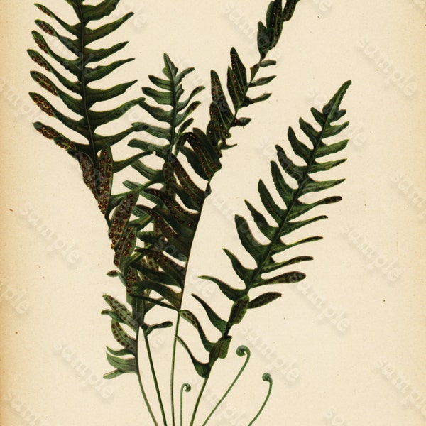 Original Antique  colored  Chromolithograph Polypodium Vulgare thomas Meehan Native flowers of United States