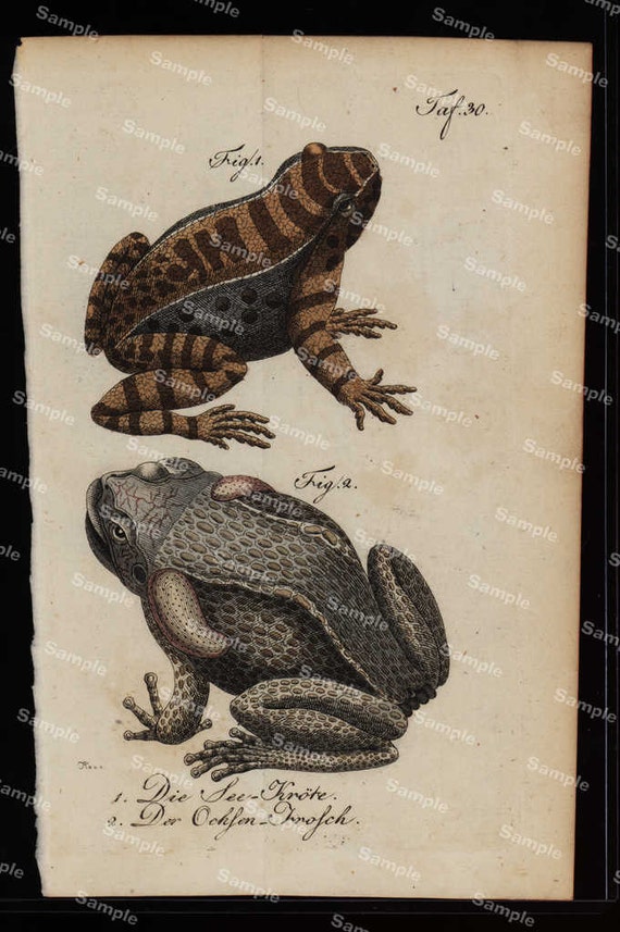 Amphibians hand colored engraving from Natural history of Buffon  dates 1790 Over 200  (Fold out print)