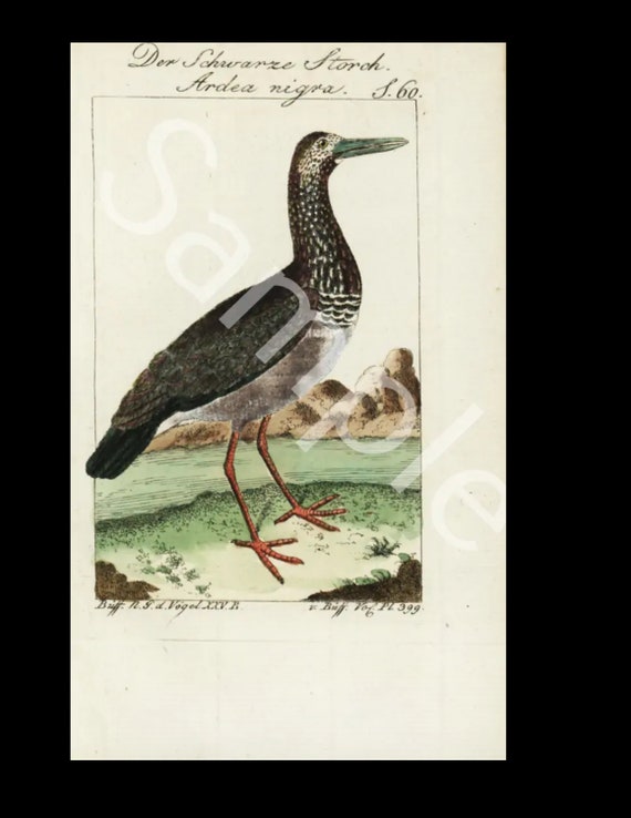 18th Century  Antique Natural History bird copper plate engraving Francois Nicolas Martinet