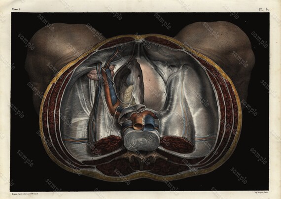 Original Antique colored Lithograph Human anatomy Gorgeous Engraving 1860-1870 - Superb Large Folio