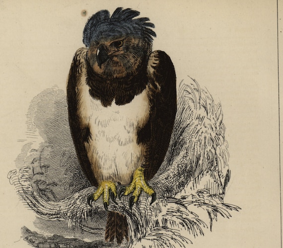 19th Century,Antique,Original, Harpy Sea Eagle Bird of Prey 1858,George Baron Cuvier,Animal Kingdom,Lithograph,Engraving,Print