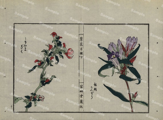 Antique woodblock  botanical print