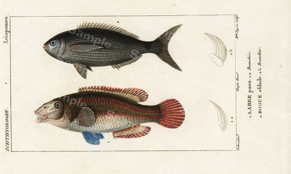 Zoology Engraving decorative art original print wall art home decor Hand Color  natural history Fish