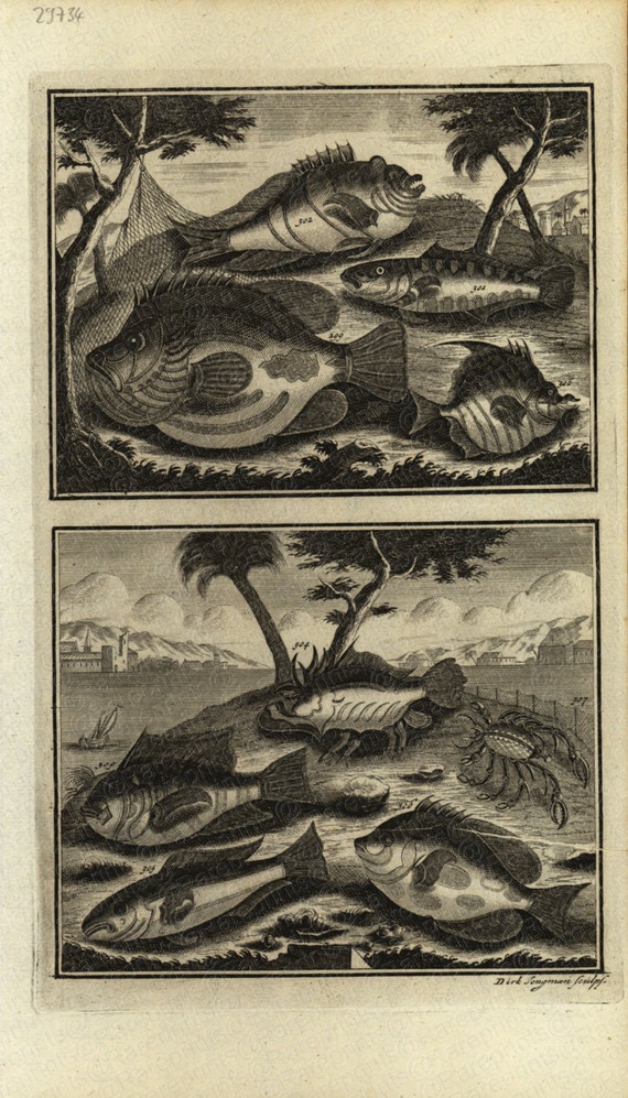 Antique Original Fish Engraving  Ambon Islands fish of Indonesia