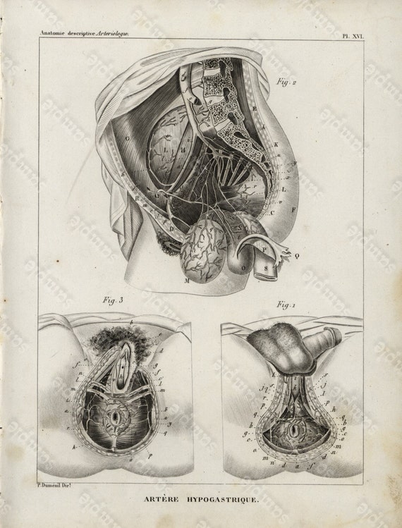 Antique Original Engraving  Human physiology Internal Organs -   Human Anatomy - Artere Hypogastrique