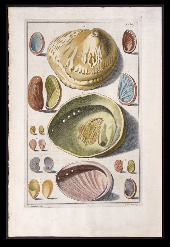 Circa 1742 Antique Hand-Colored Engraving  Print Abalone  SEA SHELLS Natural History Large folio size