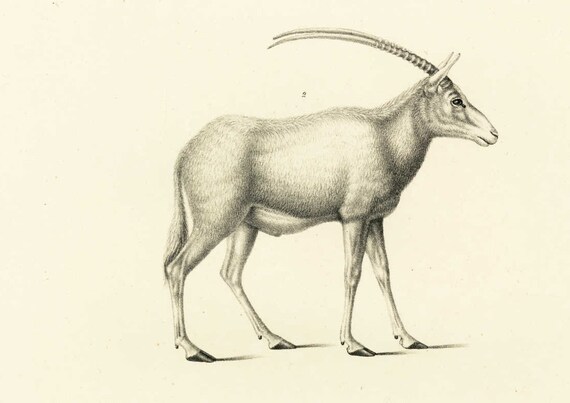 Natural history print,Antelope,animals,original,authentic art,19th century,