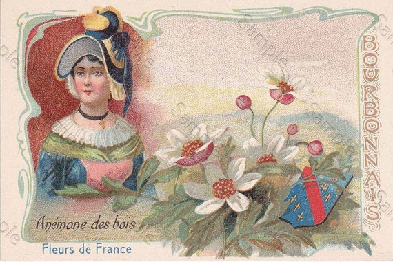 Rare antique Victorian Trade card chromo Flowers  Anemone