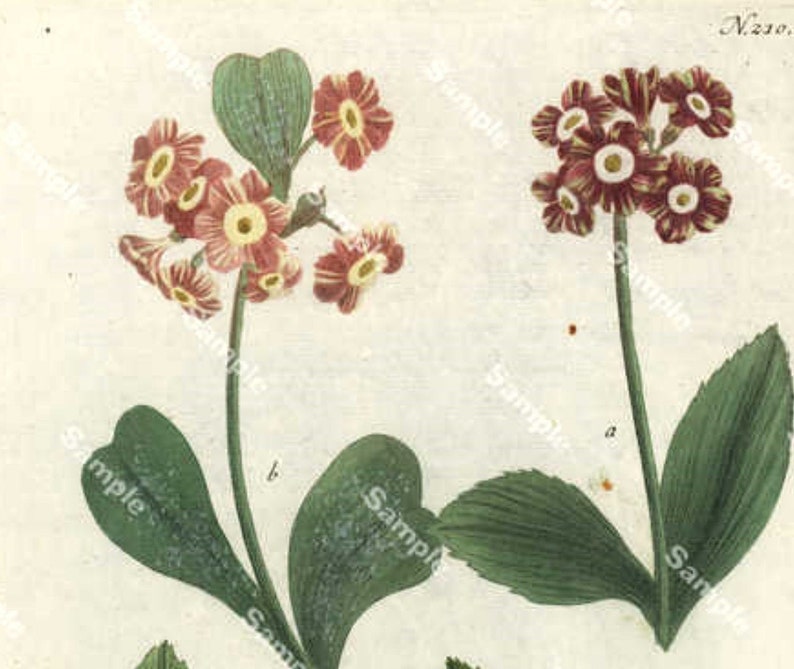 Original Antique Johann Weinmann\u2019s Phytanthoza Iconographia Hand Colored Botanical Print Circa 1737-1745