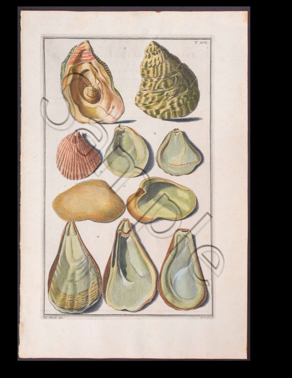 Circa 1742 Antique Natural History Hand-Colored Engraving  sea Shells