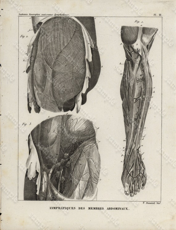 Antique Original Engraving  Human physiology Internal Organs -   Human Anatomy -  Lymphatiques Des Membres Abdinubaux