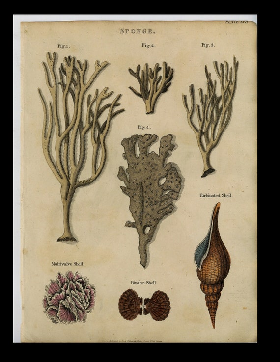 Antique Original  Natural History Hand Colored Print circa 1825 sponge sea shells