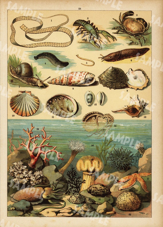 Coral seashells starfish Crab Antique Chromolithograph large folio